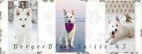 Berger Blanc Suisse White Swiss Shepherd image 1